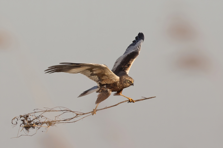 Geen heks ... :-) - Vogels - Bruine Kiekendief