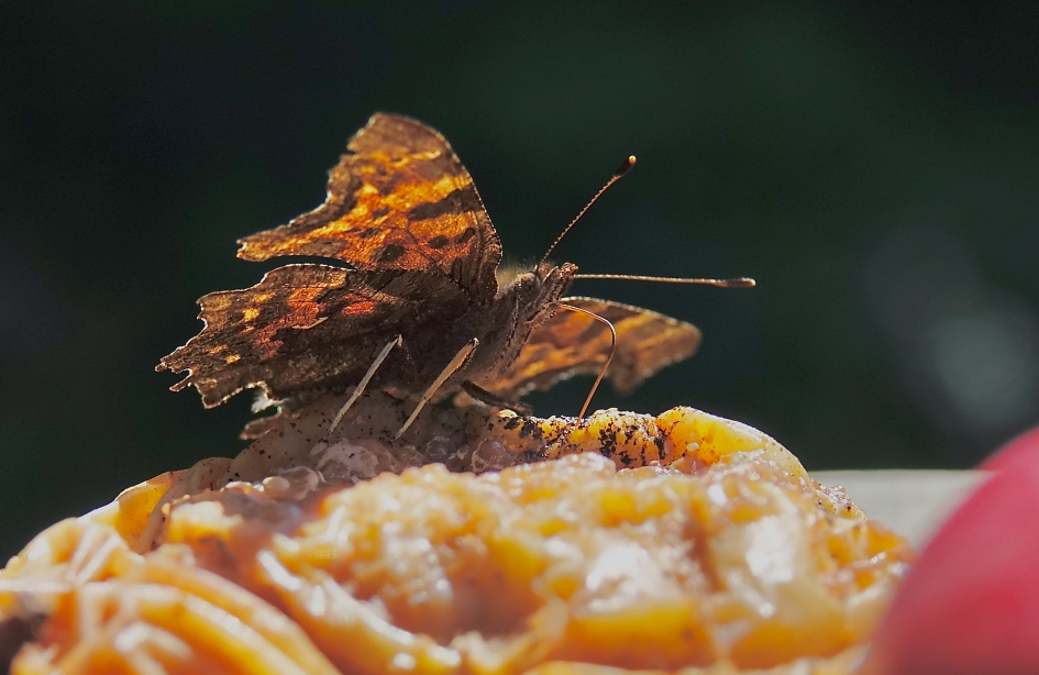 Gehakkelde Aurelia - Geleedpotigen - Gahakkelde Aurelia