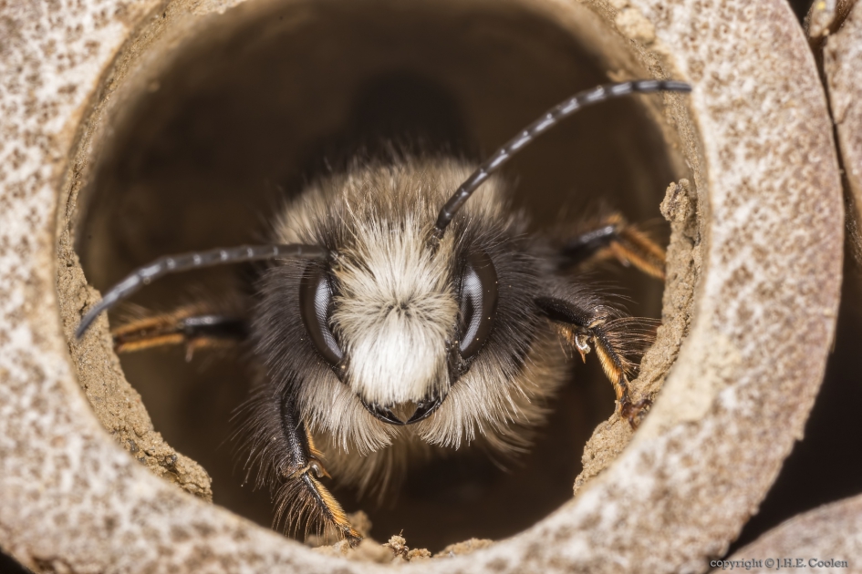 Gehoornde metselbij (Osmia cornuta) 1 - Geleedpotigen - Gehoornde metselbij