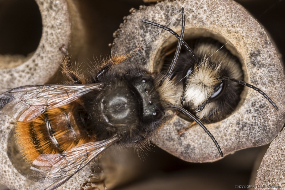 Gehoornde metselbij (Osmia cornuta) 2 - Geleedpotigen - Gehoornde metselbij