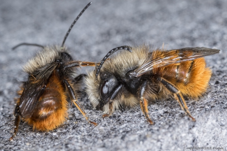 Gehoornde metselbij (Osmia cornuta)