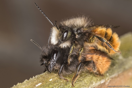 Gehoornde metselbij (Osmia cornuta)