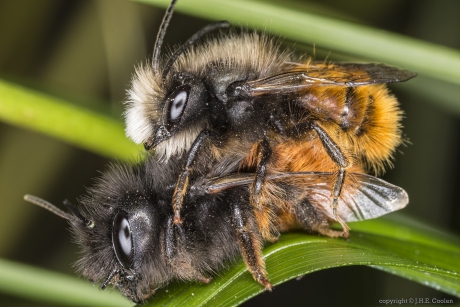 Gehoornde metselbij (Osmia cornuta)