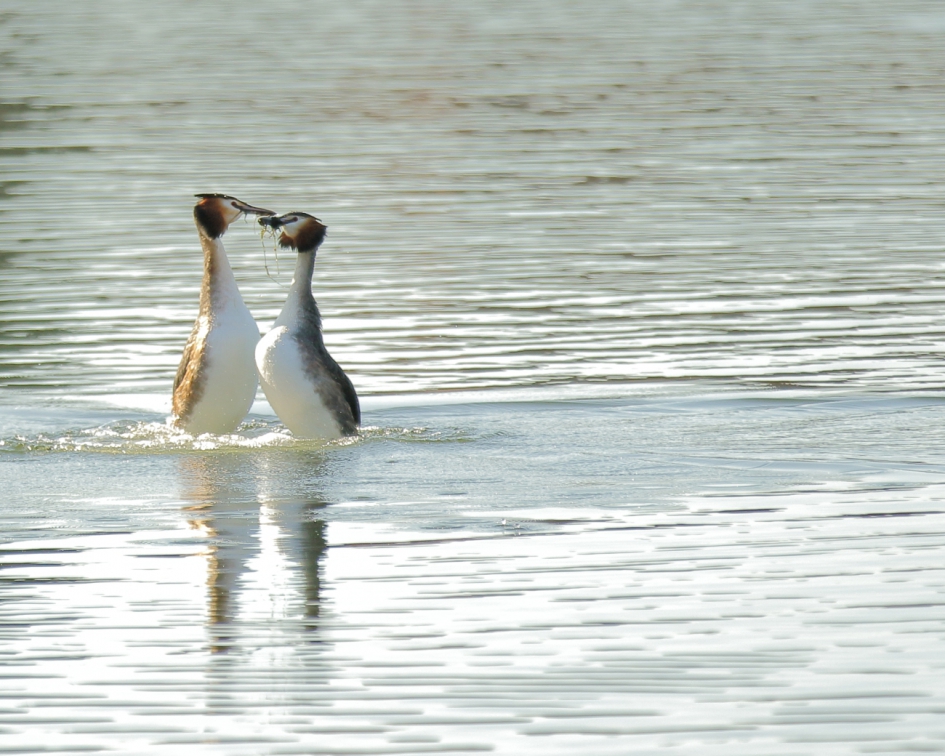 gekoppeld - Vogels - fuut