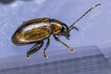 Gele bitterzoetaardvlo (Psylliodes affinis)