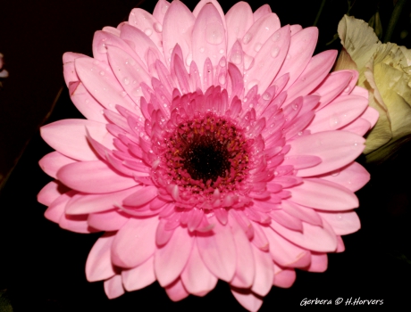 Gerbera