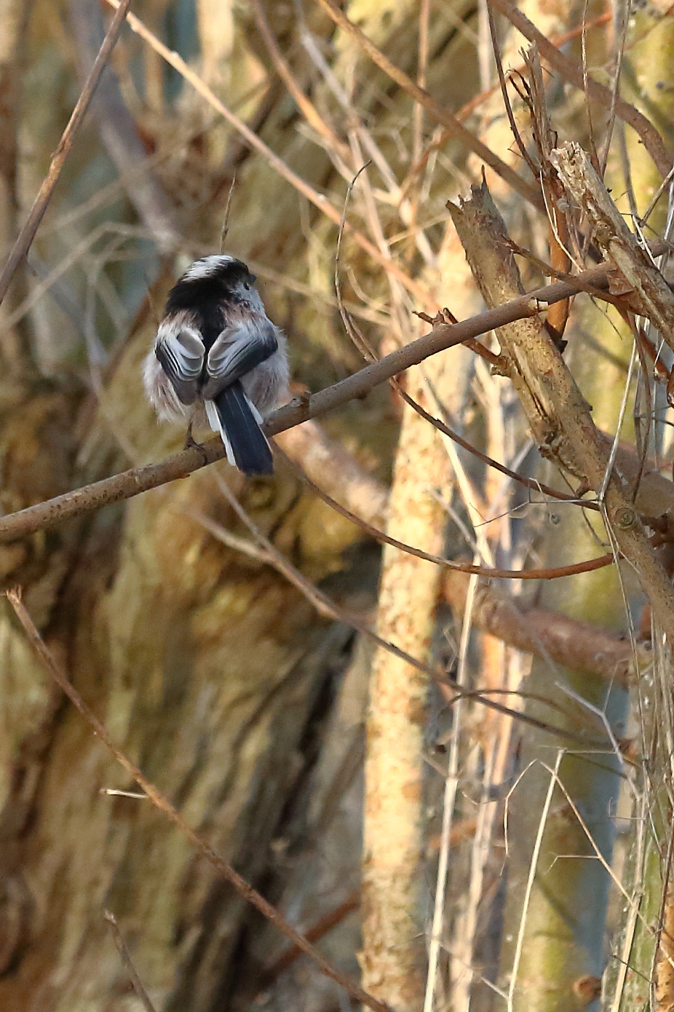getekende achterkant - Vogels - staartmees