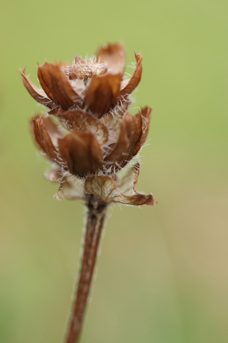 gewone brunel - Planten - gewone brunel