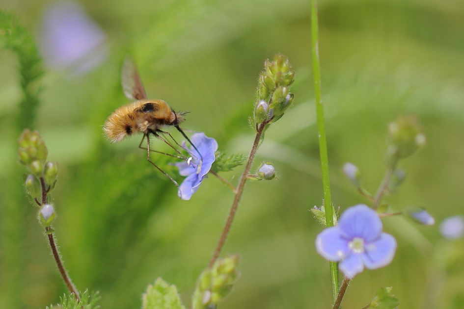 gewone wolzwever - Geleedpotigen - gewone wolzwever