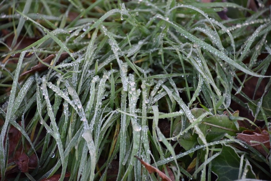 Gisterenmorgen vorst resten op het gras - Planten - 