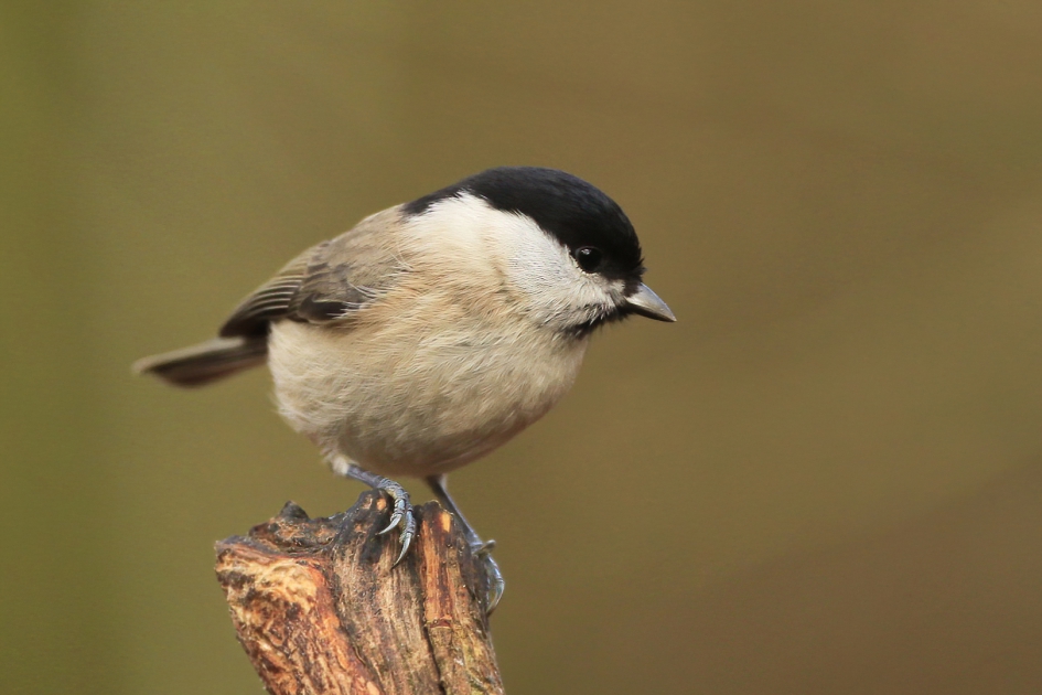 Glanskop - Vogels - Glanskop
