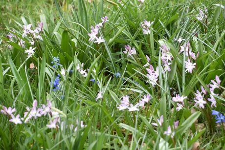 Grasveld vol met wilde hyacinten
