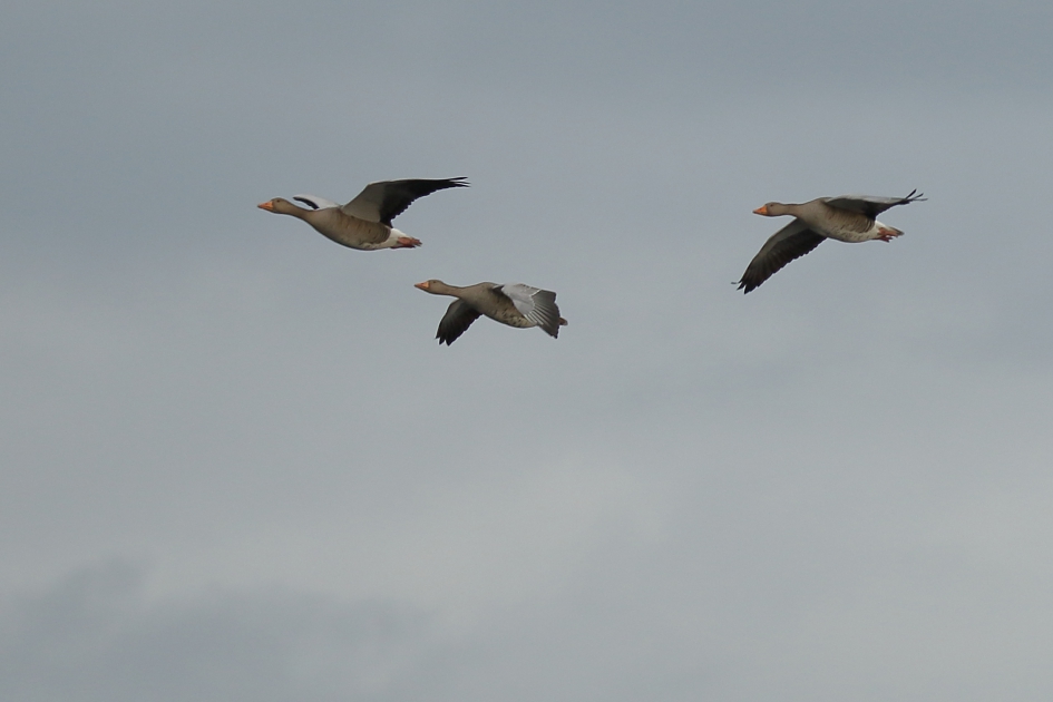 grauwe ganzen in grauwe lucht - Vogels - grauwe gans
