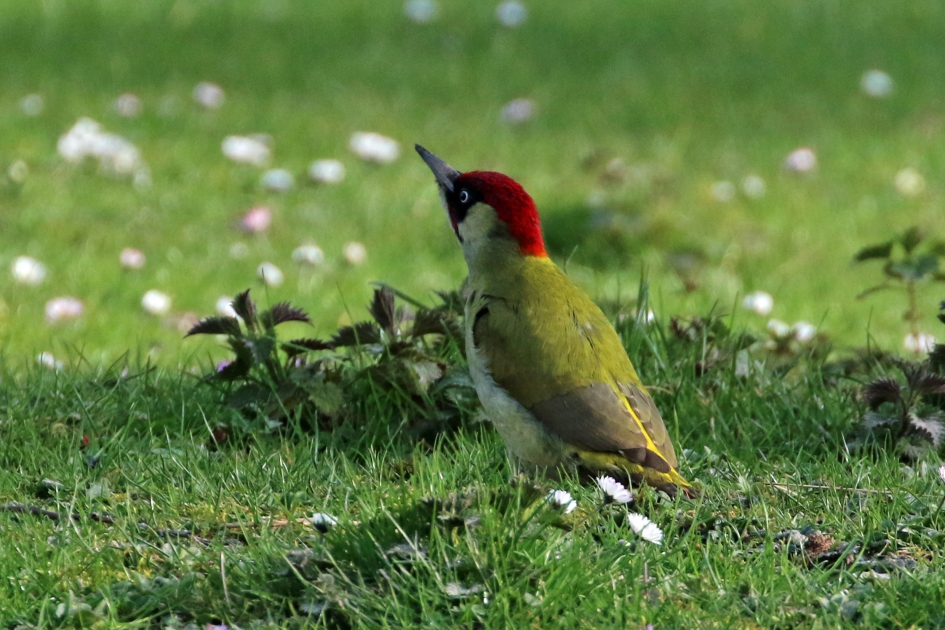 Groene specht - Vogels - 