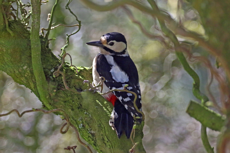 Grote bonte specht - Vogels - 