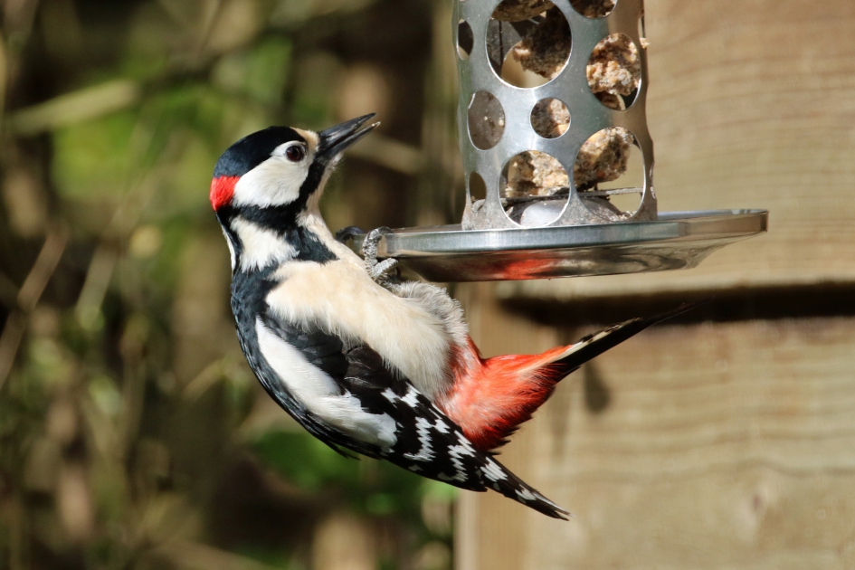 Grote bonte specht - Vogels - 