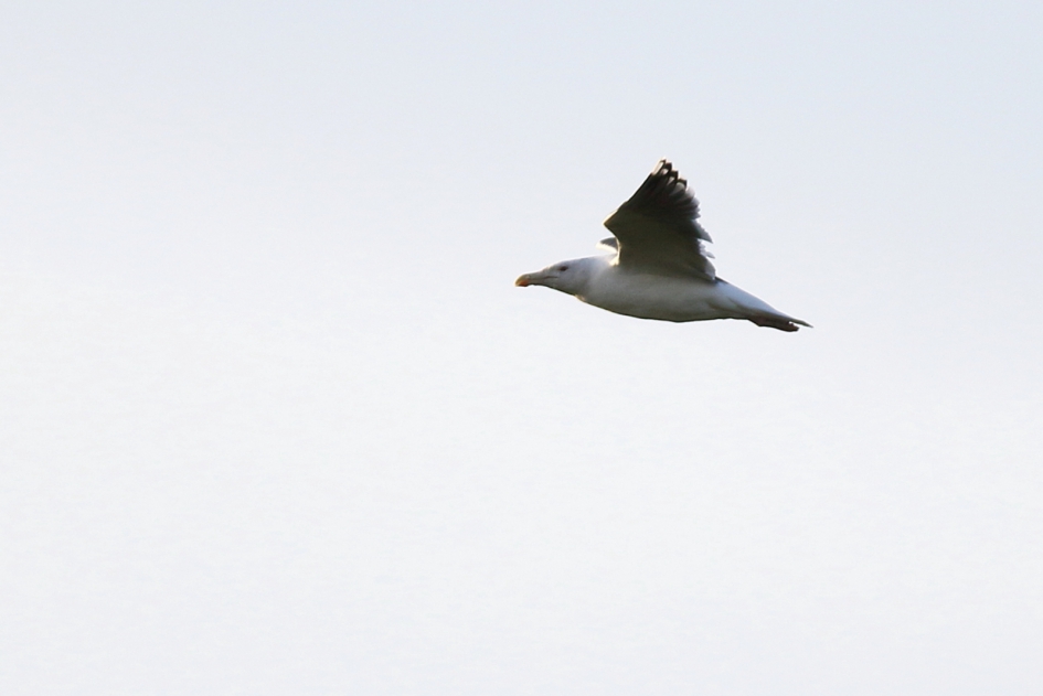 grote mantelmeeuw - Vogels - grote mantelmeeuw