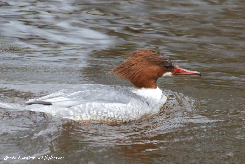 Grote Zaagbek - Vogels - Grote Zaagbek