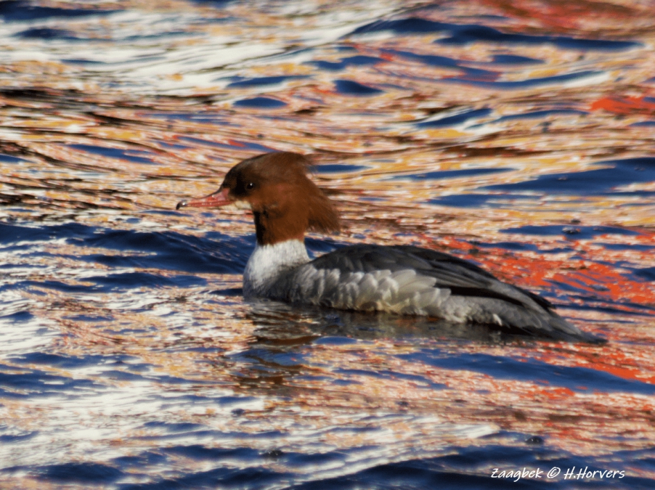 Grote Zaagbek - Vogels - Grote Zaagbek
