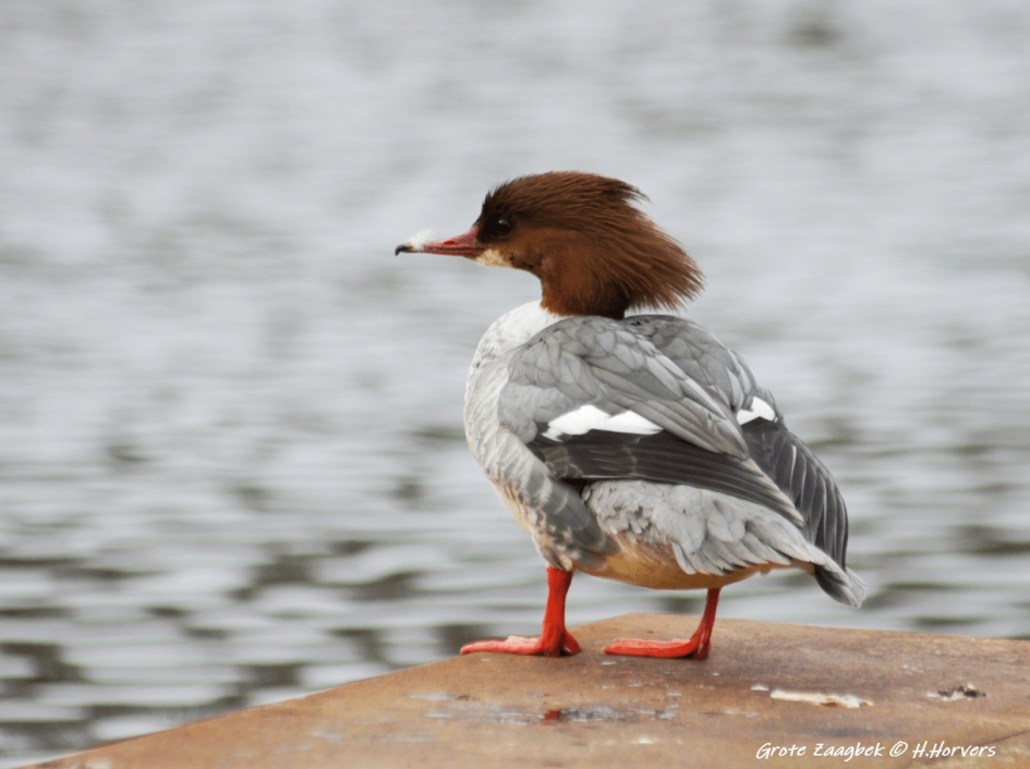 Grote Zaagbek . - Vogels - Grote Zaagbek .