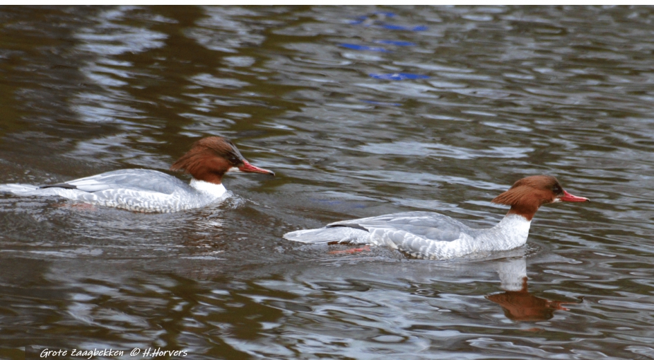 Grote Zaagbekken - Vogels - Grote Zaagbekken