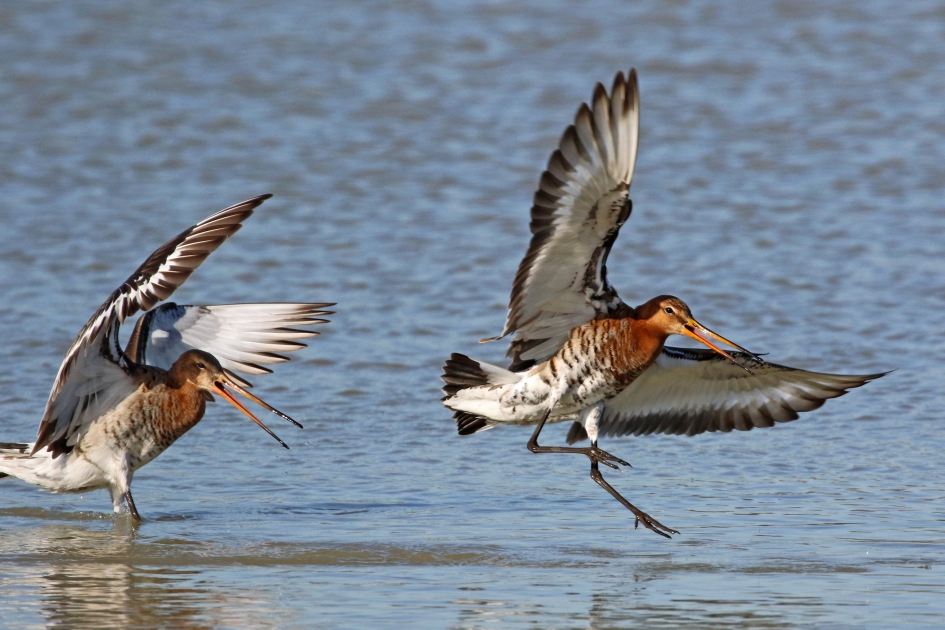 Grutto's (2) - Vogels - 