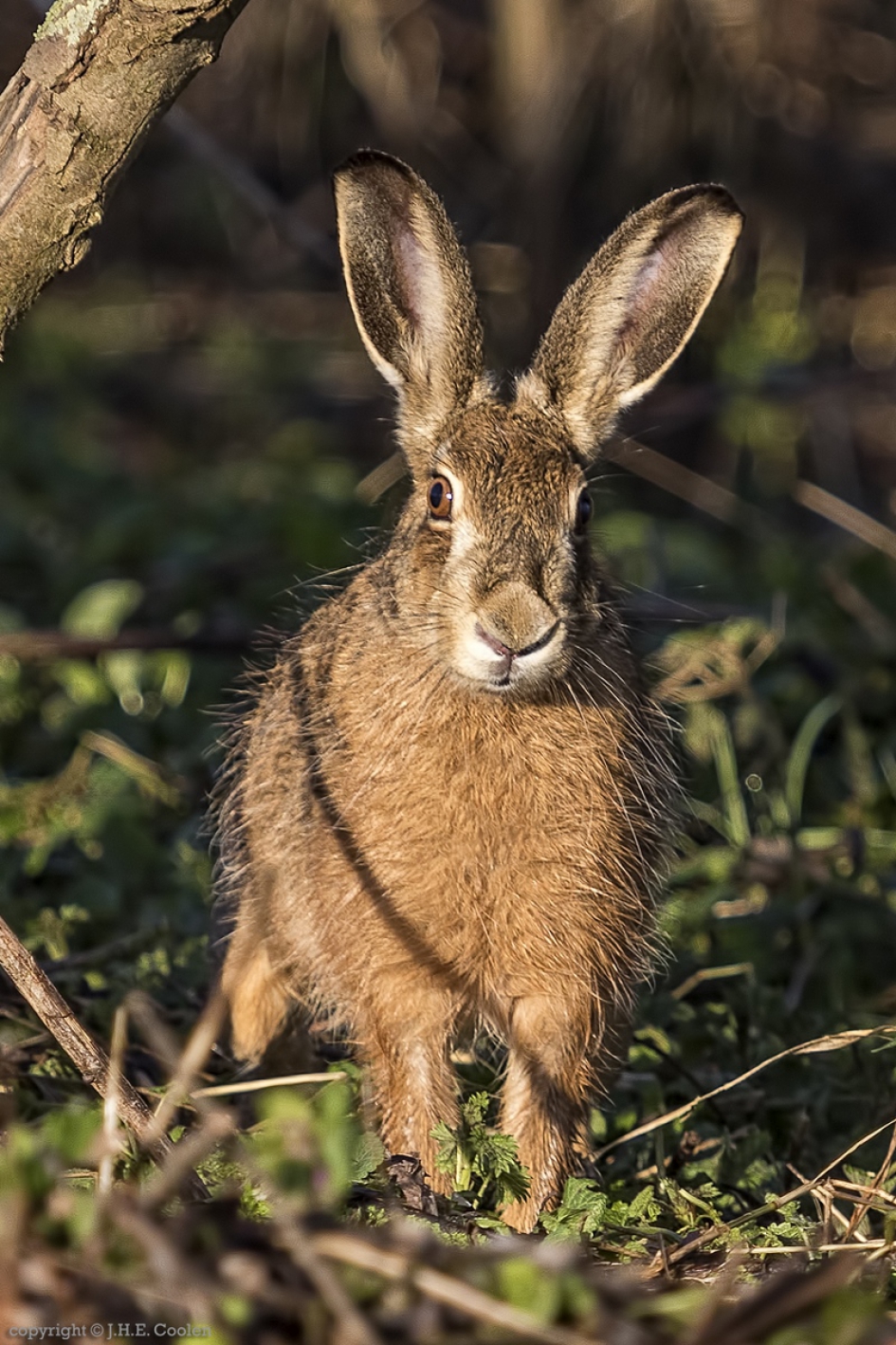 Haas (Lepus europaeus) - Zoogdieren - Haas