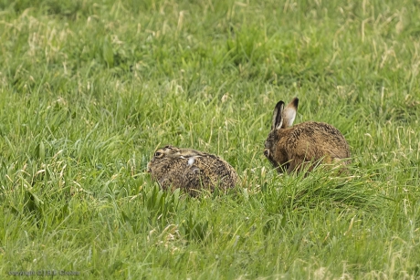 Haas (Lepus europaeus)
