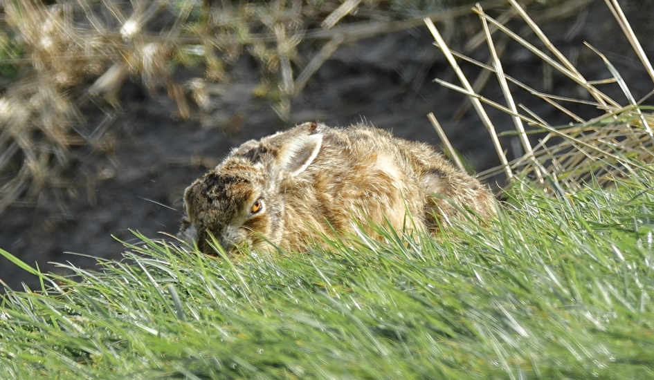 Haas - Zoogdieren - Haas