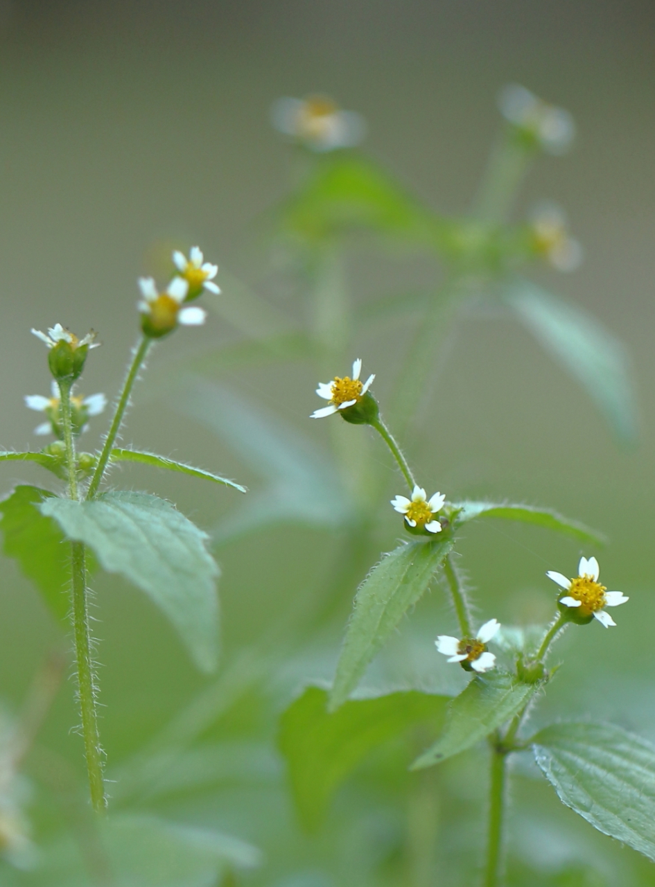harig knopkruid - Planten - harig knopkruid