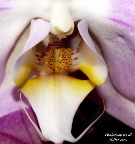 Hart Phalaenopsis.