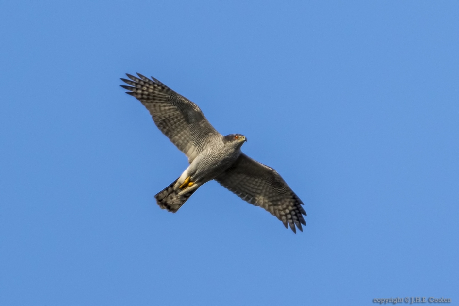 Havik (Accipiter gentilis) - Vogels - Havik