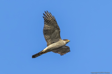 Havik (Accipiter gentilis)