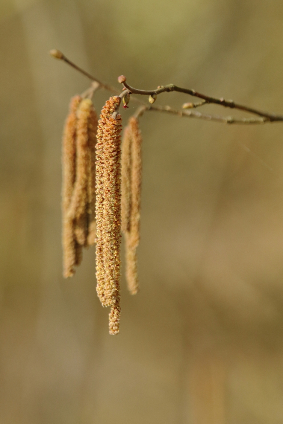 hazelaar - Planten - hazelaar