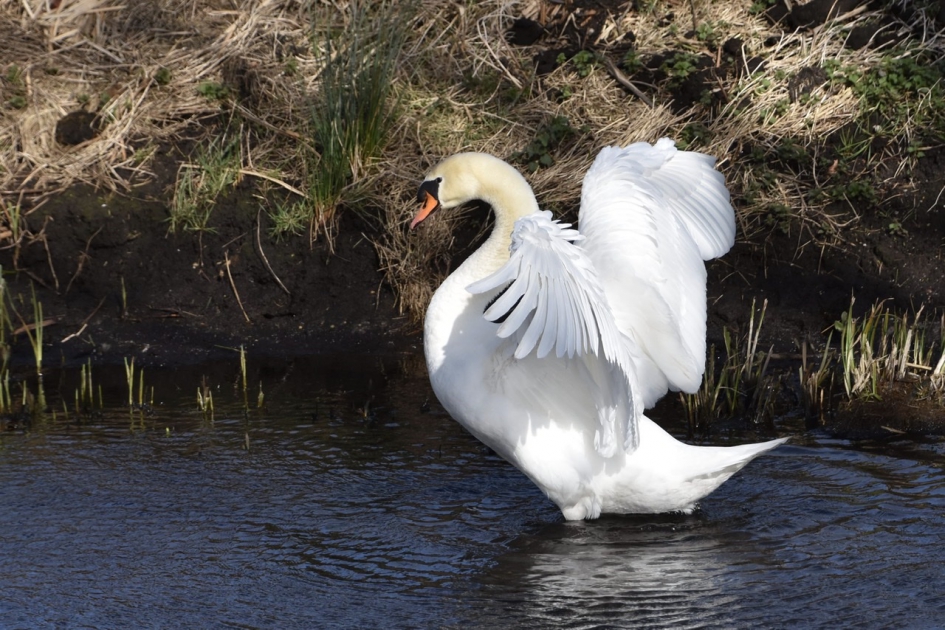 Het kan nog hoger - Vogels - 