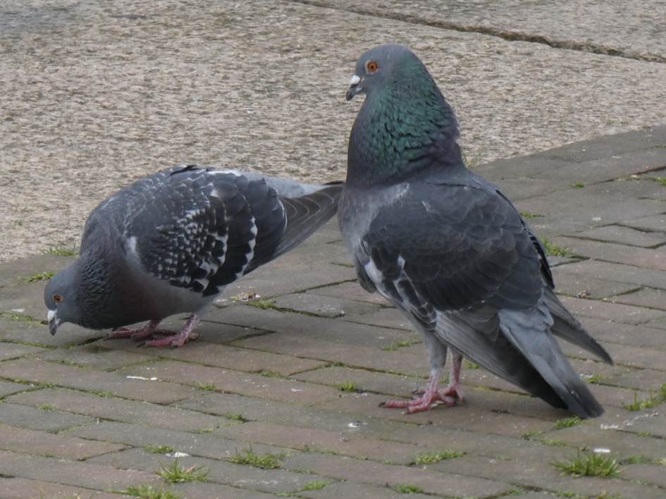 Het mannetje was zich aardig aan het uitsloven - Vogels - 