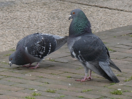 Het mannetje was zich aardig aan het uitsloven