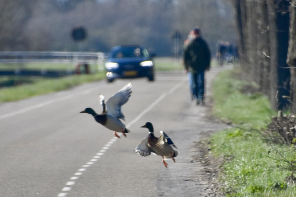 Het werd te druk - Vogels - 