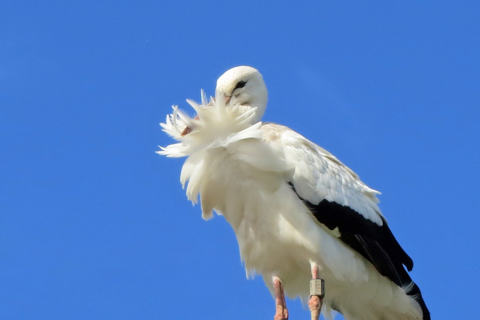 Hoezo winderig? - Vogels - Ooievaar