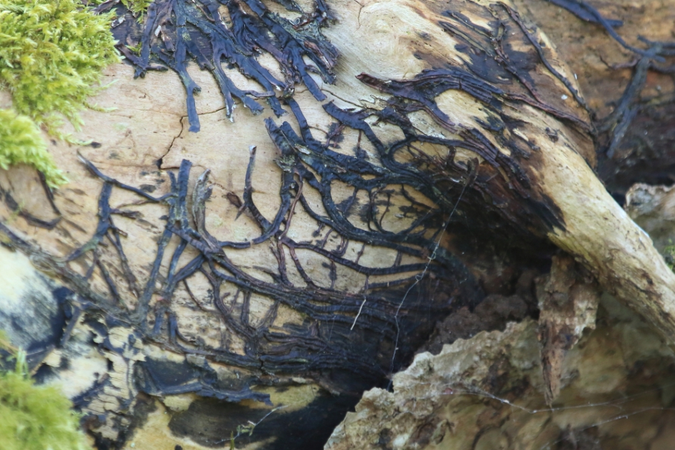 honingzwam-draden - Schimmels - 