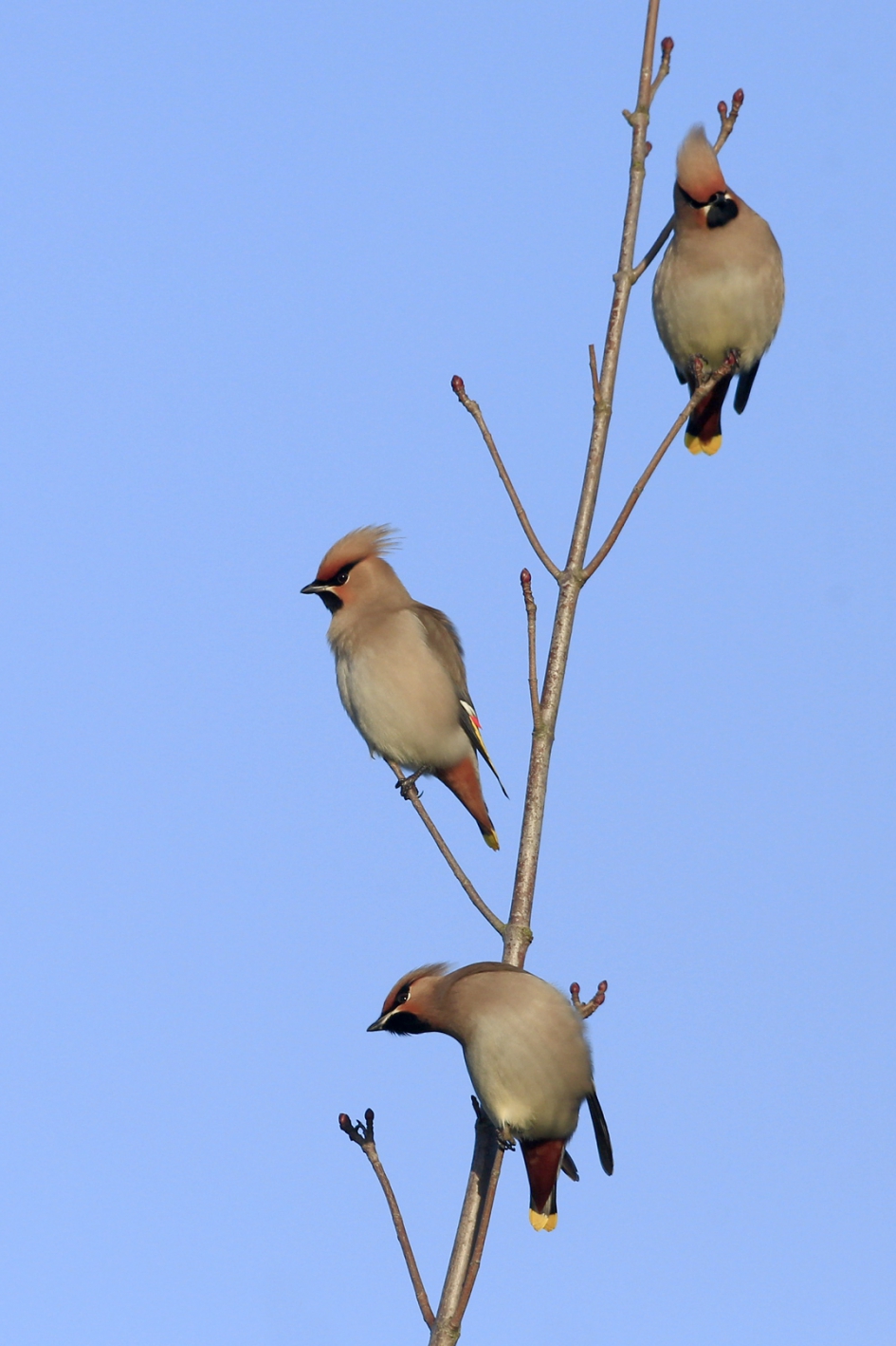 Horen, zien en ... - Vogels - Pestvogel
