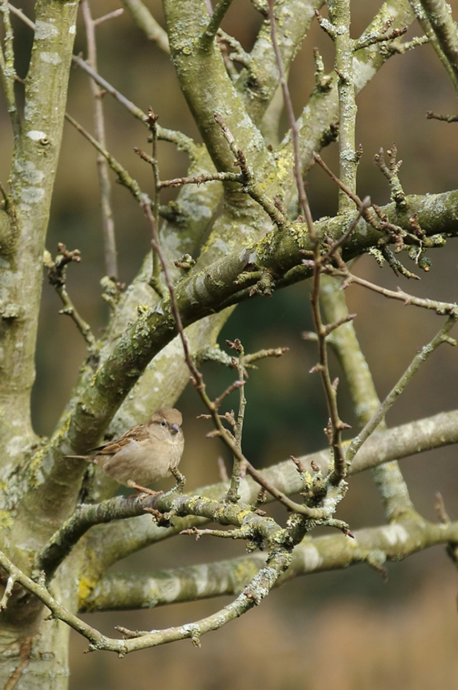 huismus - Vogels - huismus