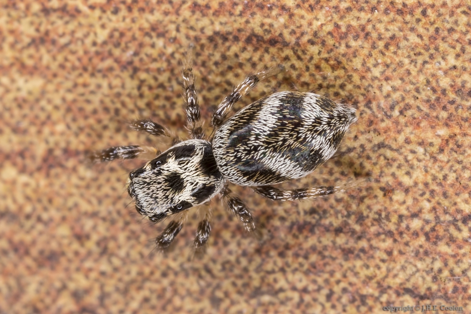 Huiszebraspin (Salticus scenicus) - Geleedpotigen - Huiszebraspin