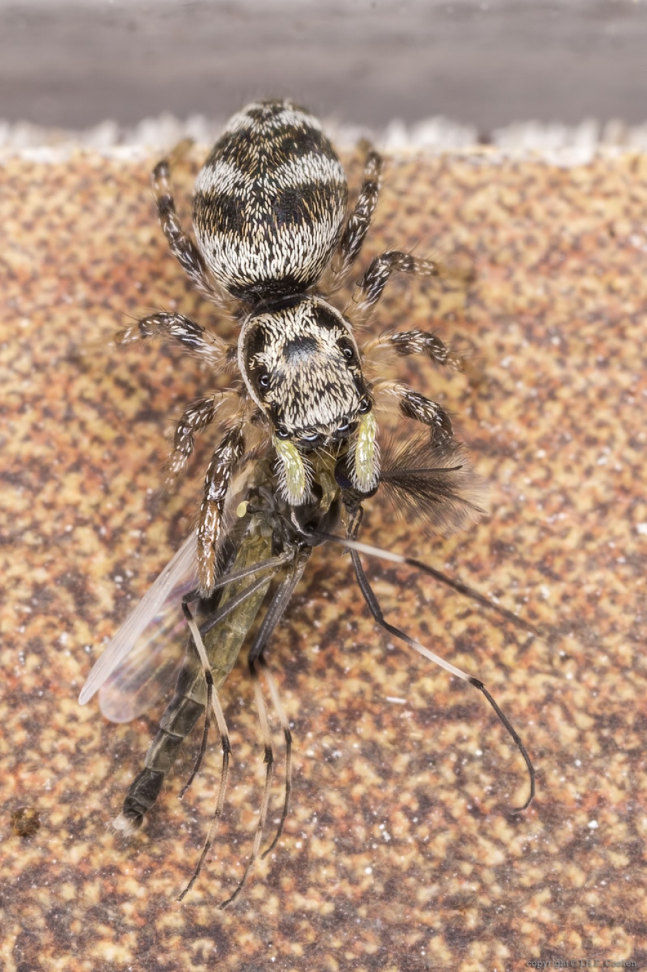 Huiszebraspin (Salticus scenicus) - Geleedpotigen - Huiszebraspin