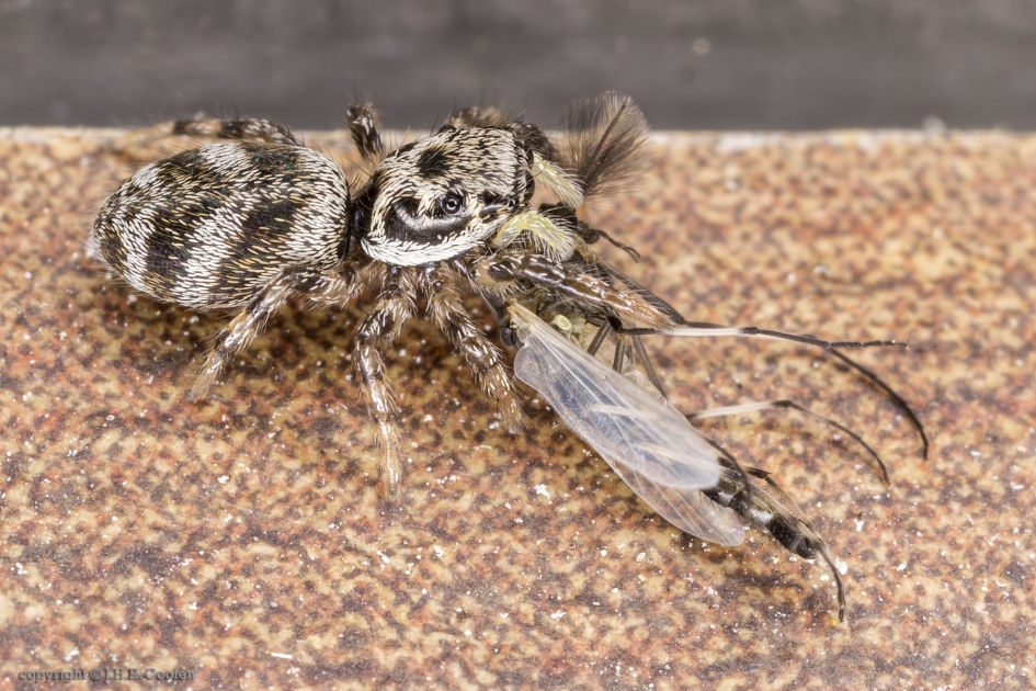Huiszebraspin (Salticus scenicus) - Geleedpotigen - Huiszebraspin