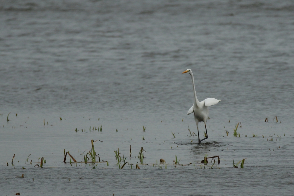 huppeltje - Vogels - grote zilverreiger