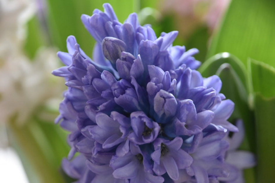 Hyacint - Planten - 