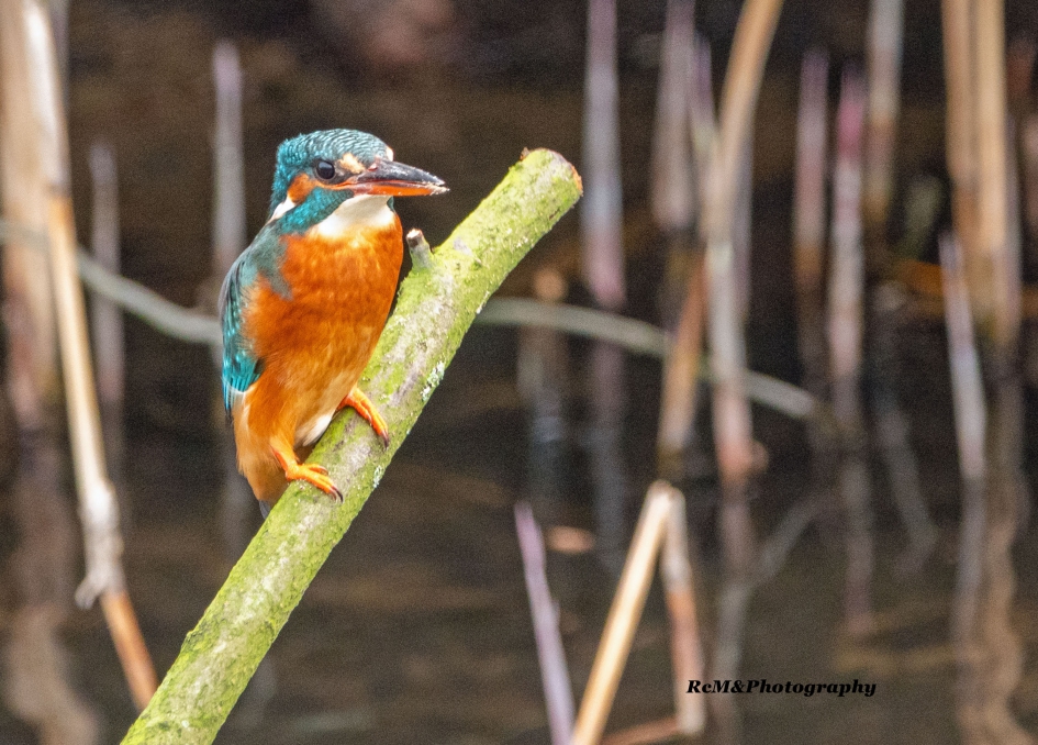 IJsvogel. - Vogels - IJsvogel.