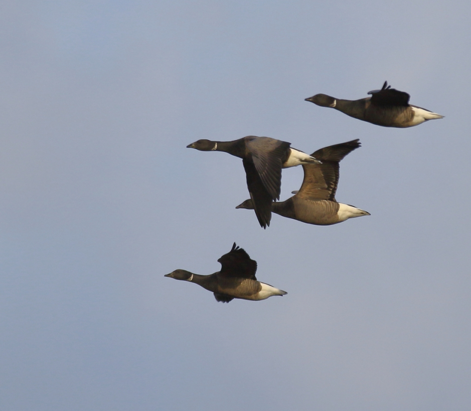 in vliegende vaart - Vogels - rotgans