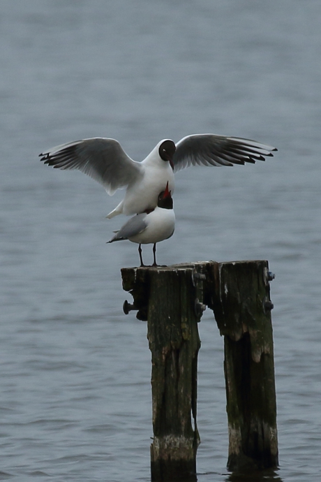Ineens zag ik het gebeuren...........